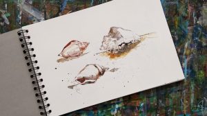 sea shells, watercolor, sketchbook, art, painting, sketchbook, sketchbook, sketchbook, sketchbook, sketchbook